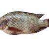 Carton tilapia 300g